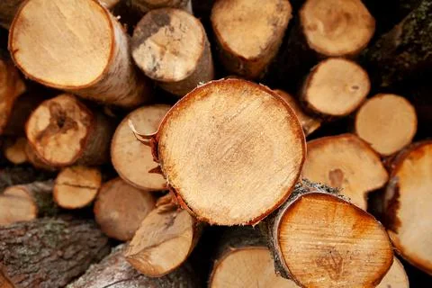 Logs in the forest are used for logging, construction of wood Stock Photos