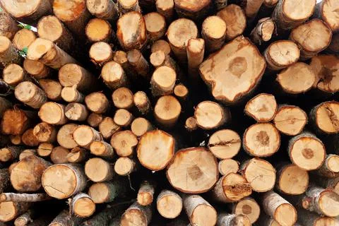Logs in the forest are used for logging, construction of wood Stock Photos