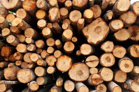 Logs in the forest are used for logging, construction of wood Stock Photos