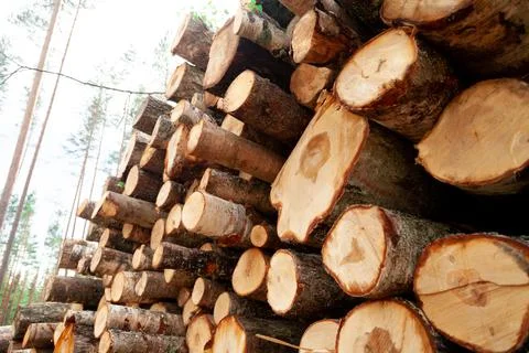 Logs in the forest are used for logging, construction of wood Stock Photos