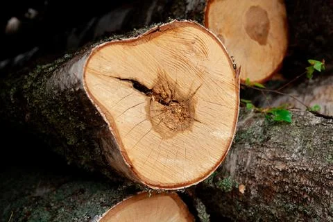 Logs in the forest are used for logging, construction of wood Stock Photos