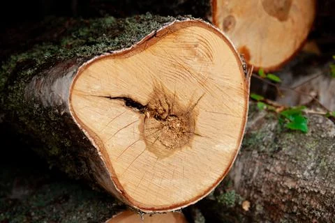 Logs in the forest are used for logging, construction of wood Stock Photos