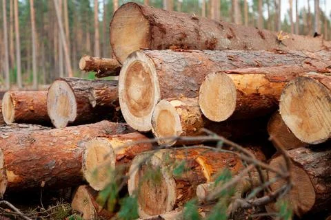 Logs in the forest are used for logging, construction of wood Stock Photos
