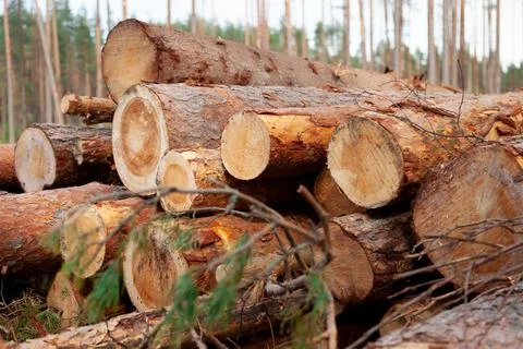 Logs in the forest are used for logging, construction of wood Stock Photos