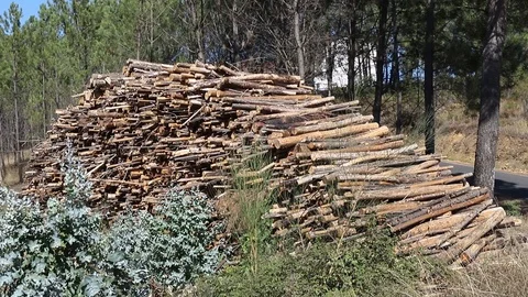 The logs in the forest Stock Footage 120018496