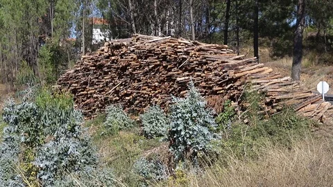 The logs in the forest Video stock 120018505