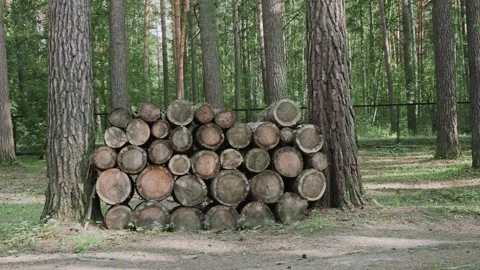 Logs in forest Stock Footage 156902678