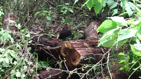 Logs in the forest Stock Footage 319907909