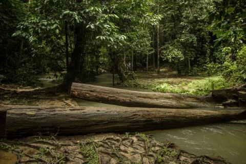 Logs in the forest Stock Photos
