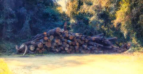 Logs in the forest Stock Photos