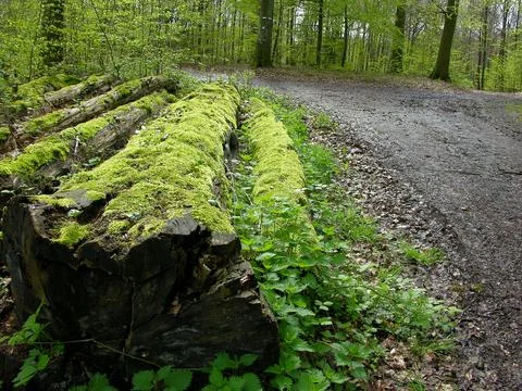 Logs in the forest 스톡 사진