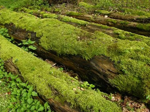 Logs in the forest Foto stock