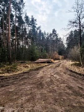 Logs in the Forest Surrounded by Greenery Stock Photos