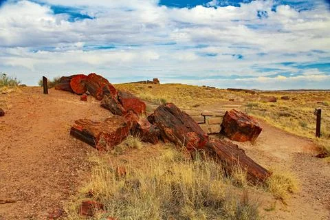 Logs on Giant Logs Trail in the Petrified Forest National Park, Arizona, USA Foto stock