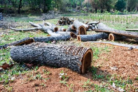Logs from giant tree with chainsaw Stock Photos