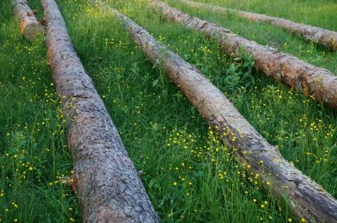 Logs on the grass Stock Photos