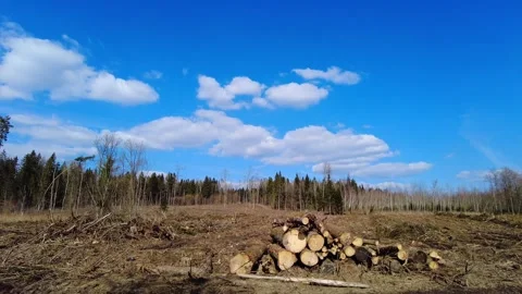 Logs on ground in a deforested area under a clear blue sky with scattered clouds 스톡 동영상 333441002