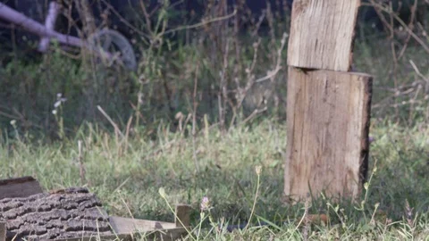 Logs on the ground Video stock 119099364