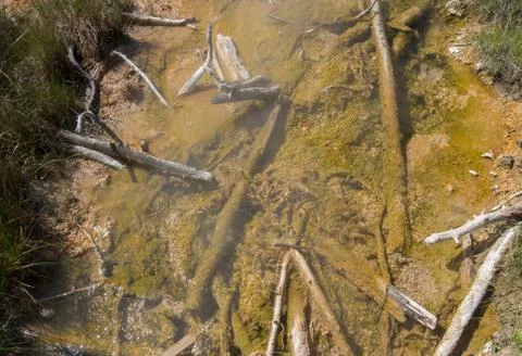 Logs in Hot Spring Flow Stock Photos