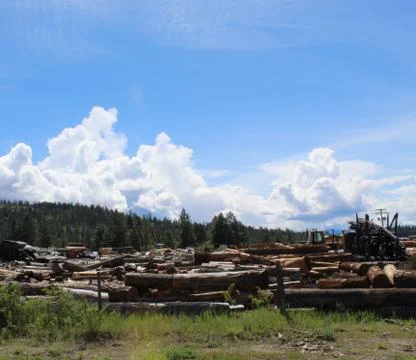 Logs in industrial logging yard Stock Photos