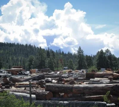 Logs in industrial logging yard Stock Photos