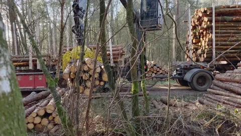 Logs, just cut in the forest during winter, picked up by a crane Stock Footage 217834915
