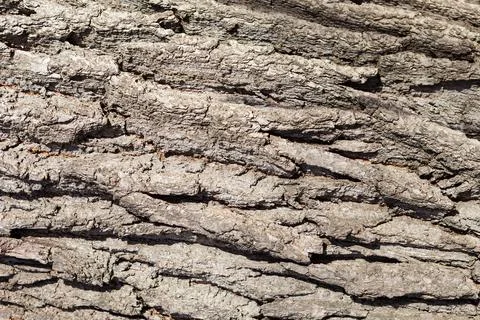 Logs lie in the forest, the texture of trees Stock Photos
