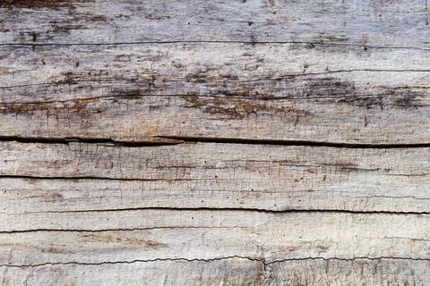 Logs lie in the forest, the texture of trees Stock Photos