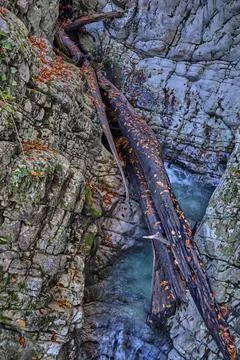 The logs lie in a gorge in the river Stock Photos