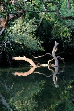 Logs, Light and Reflection Stock Photos