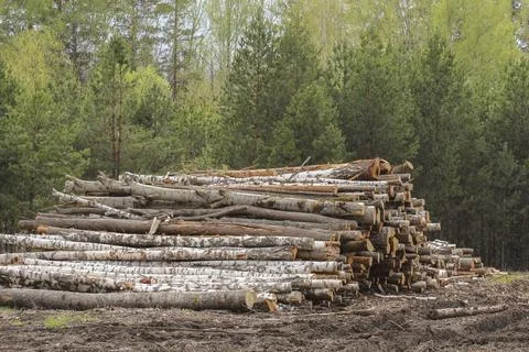 Logs at logging Stock Photos