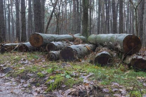Logs lying on the ground in the forest Stock Photos