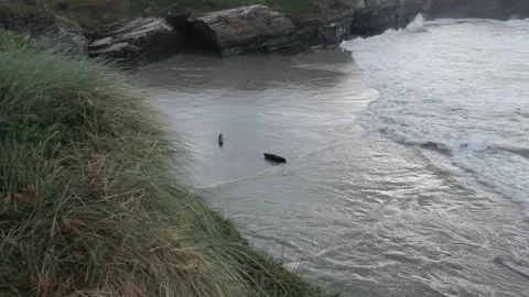 Logs moved by sea waves in Os Castros beach, Ribadeo, Spain Video stock 303671078