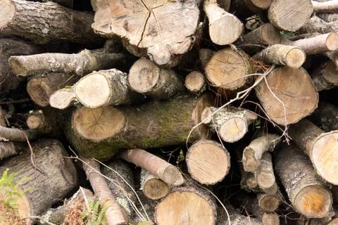 Logs Stock Photos