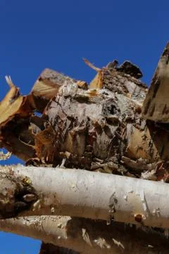 Logs Stock Photos