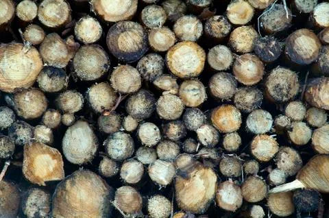 Logs Stock Photos