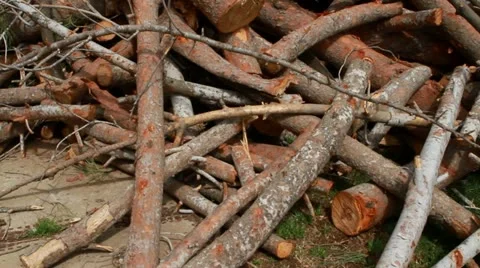 Logs pile Vidéo 22112783