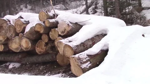 Logs pile Video stock 46743909