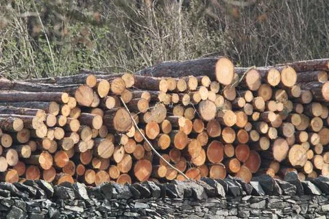 Logs piled after cutting Stock Photos