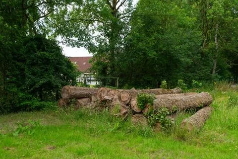 Logs piled in green forest clearing Stock Photos