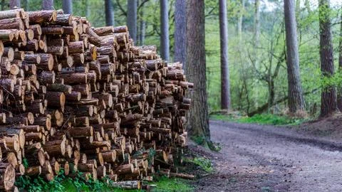 Logs piled high Stock Photos