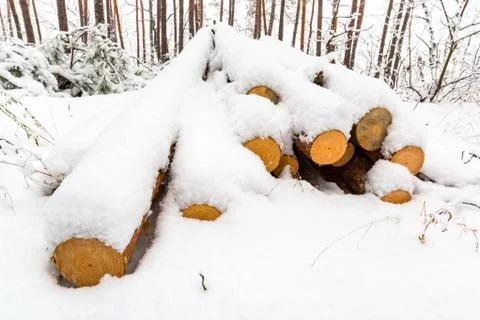 Logs in pine forest Stock Photos