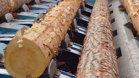 Logs from the pine trees being processed in the sawmill Stock Footage 74862330
