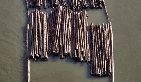 Logs pulled by a tugboat on Fraser River Foto stock