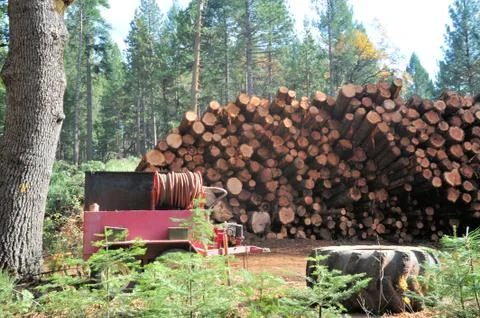 Logs ready for the milll Stock Photos