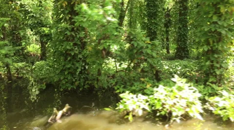 LOGS IN THE RIVER part 1 Stock Footage 49148170