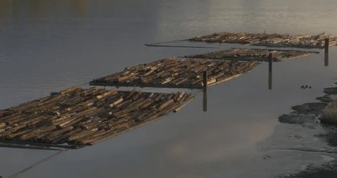 Logs on river ready for driving, early morning. Still water. 스톡 동영상 101815170