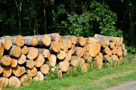 Logs by road Stock Photos