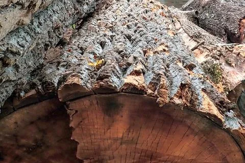 Logs-at-a-sawmill Stock Photos