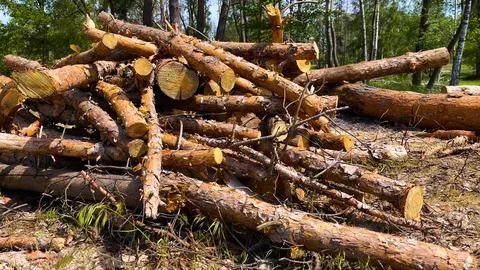 Logs of sawn pine lie on the grass in the forest. Deforestation. Stock Photos